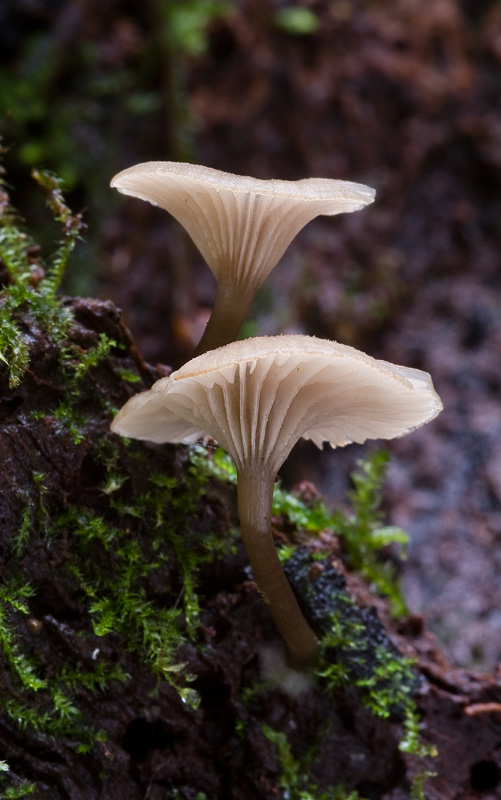 Omphalina epichysium